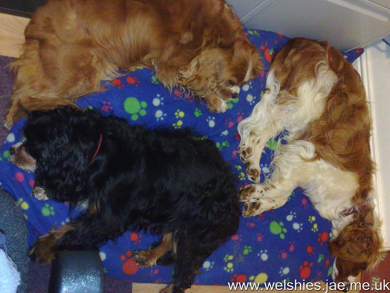 2010-08-26 01.jpg - Dog circles